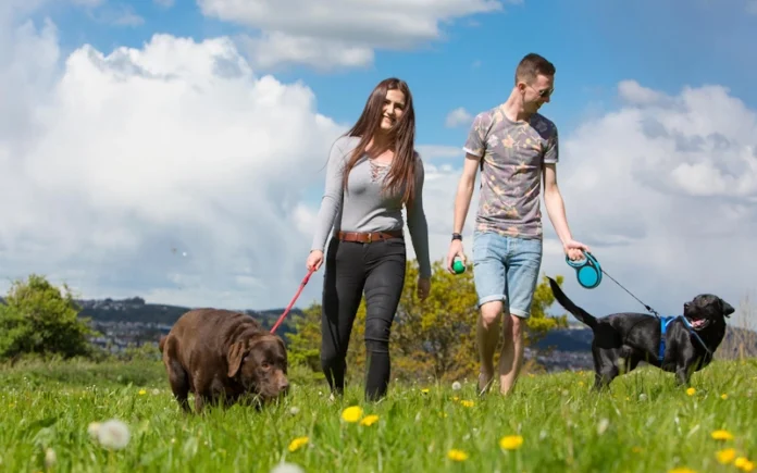 Top Pet-Friendly Travel Cities for Happy Journeys
